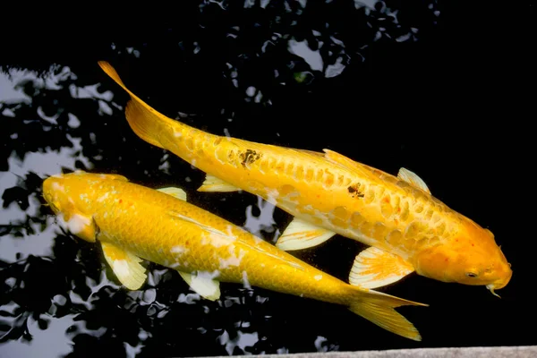 Ikan Mas Berwarna Kuning Keemasan Karashigoi Dan Nanashigoi Dengan Senang — Stok Foto