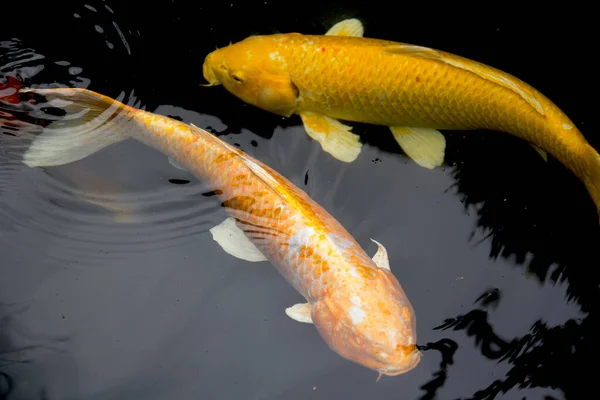 Ikan Mas Berwarna Kuning Keemasan Karashigoi Dan Nanashigoi Dengan Senang — Stok Foto