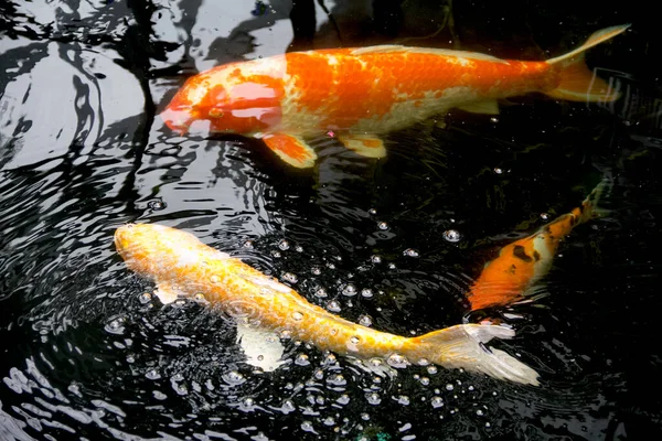 Ikan Koi Putih Merah Kohaku Dan Ikan Mas Berwarna Kuning — Stok Foto