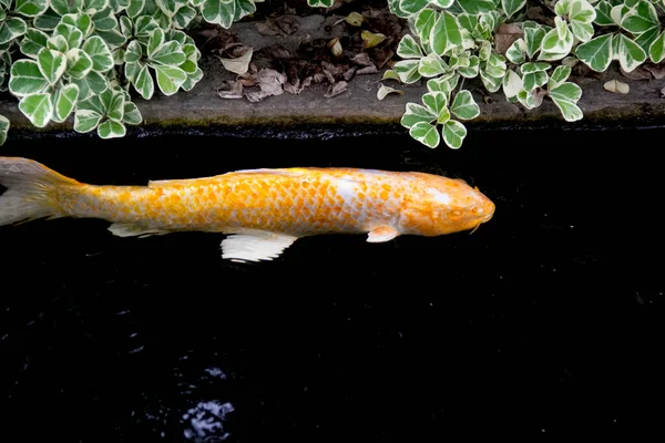 Желтая Белая Модная Карповая Рыба Нанашигой Счастливо Плавает Пруду Рыбами — стоковое фото