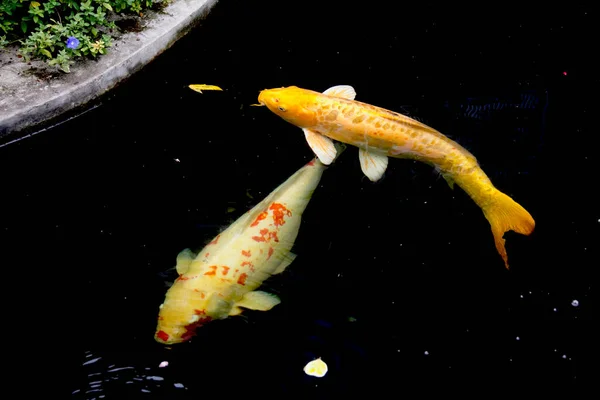 Ouro Amarelo Doitsu Yamabuki Ogon Koi Peixe Branco Vermelho Komoyo — Fotografia de Stock