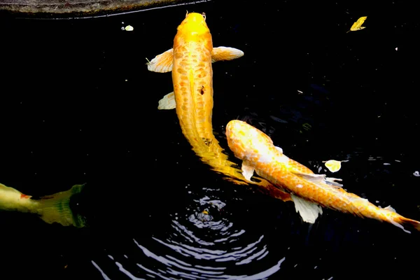 Golden Yellow Fancy Carp Fishes Nanashigoi Doitsu Yamabuki Ogon Koi — Stock Photo, Image