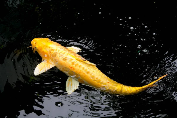 Doitsu Yamabuki Ogon Koi Ryba Žlutou Zlatou Barvu Velké Váhy — Stock fotografie