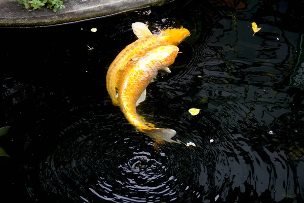 Ikan Mas Berwarna Kuning Keemasan Nanashigoi Dan Ikan Doitsu Yamabuki — Stok Foto