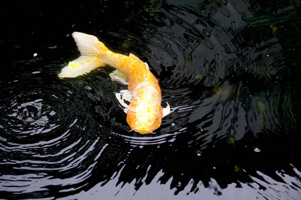Peixe Dourado Amarelo Carpa Fantasia Nanashigoi Está Feliz Nadando Lagoa — Fotografia de Stock