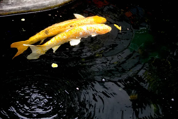 Ouro Amarelo Fantasia Carpa Peixes Nanashigoi Doitsu Yamabuki Ogon Koi — Fotografia de Stock