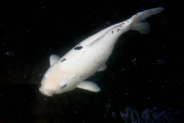 Bekko Koi Fancy Carp Fish Black White Pattern Looks Beautiful — Stock Photo, Image