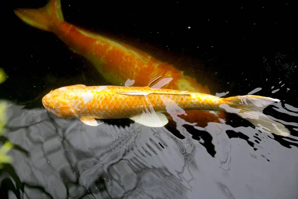 Ikan Mas Mewah Berwarna Kuning Emas Nanashigoi Dengan Senang Hati — Stok Foto