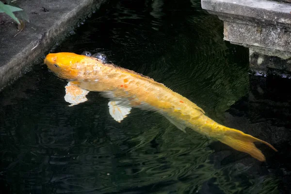 Ikan Doitsu Yamabuki Ogon Koi Memiliki Warna Emas Kuning Dan — Stok Foto