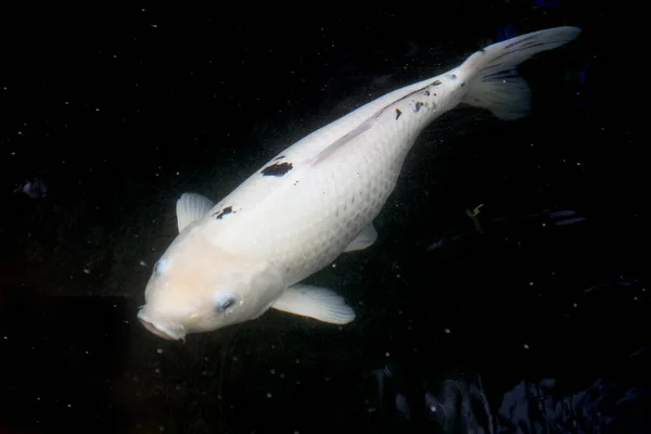 Bekko Koi Maškarní Ryba Černobílý Vzor Vypadá Nádherně Když Plavete Stock Obrázky