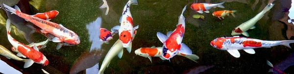 Ikan Mas Koi Seperti Doitsu Shusui Koi Ikan Koi Putih — Stok Foto