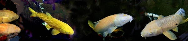 Peixes Carpa Koi Extravagantes Como Amarelo Chagoi Koi Amarelo Yamabuki — Fotografia de Stock