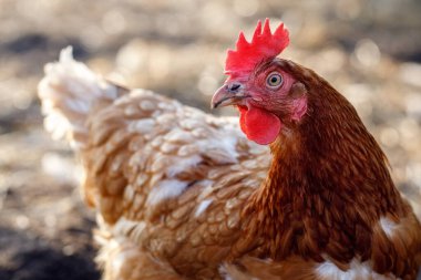 Çiftlik bahçesinde duran kahverengi ve beyaz benekli tavuğun yakın plan portresi.