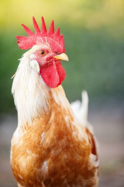 Açık yeşil arka planda zencefil renkli bir horoz profilinin harika portresi.