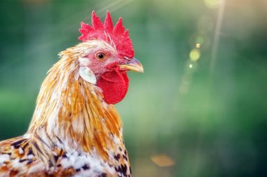 Yeşil zemin üzerinde güneş ışığı parıltısıyla turuncu bir horozun portresi.