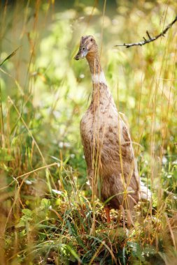 Kızılderili koşucu, yaz bahçesinde popüler bir ördek türü. Sevimli ördekler dik yürür.