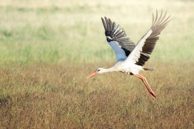 Beyaz Leylek çayırdan kalkıyor. Leylek efsanesi, leylekler tarafından getirilen bebeklerin hikayesidir..