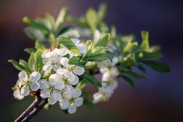 Jablko Kvete Zahradě Bílé Květy Stromě Pozadí Jarní Koncept — Stock fotografie