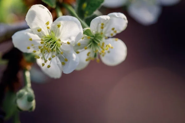 Apfelblüten Detail Auf Einem Baum Vor Braunem Hintergrund — Stockfoto