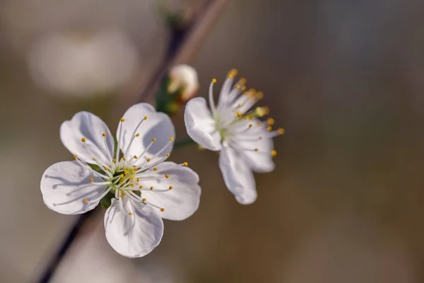 Die Blüte Eines Schönen Apfelbaums Der Auf Dem Land Litauen — Stockfoto