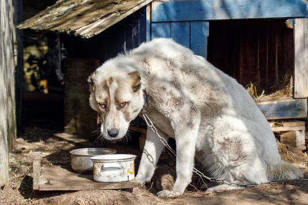 Perro Triste Hambriento Atado Casa Del Perro Con Una Cadena — Foto de Stock