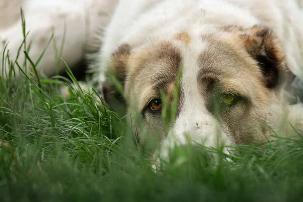 夢のようなアジアの羊飼いの犬は緑の芝生の上に横たわって 私たちを見て — ストック写真