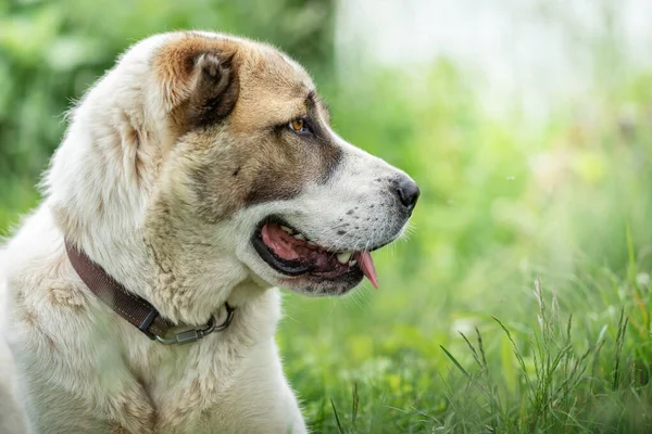 フレンドリーな中央アジアの羊飼いの犬のプロフィールの肖像画光緑輝く草の背景 — ストック写真