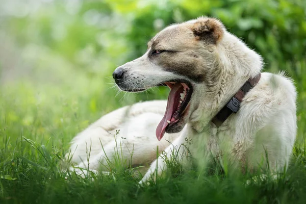 緑の草の上に描かれた犬の肖像画で 顎を舌で輝かせて見せます — ストック写真