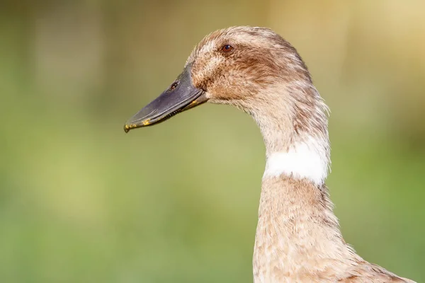 Retrato Cerca Una Cabeza Pato Marrón Perfil Hermoso Fondo Verde —  Fotos de Stock