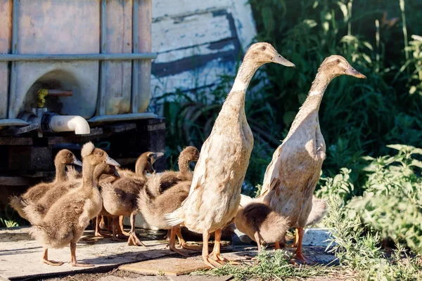 Two Indian runner ducks with ducklings came to drink water and take bath near a garden watering place