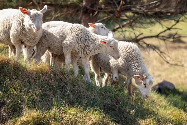 Four White Sheep Graze Hill Noon Sunlight Very Hot Day — Stock Photo, Image