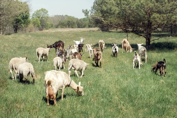Uma Pequena Fazenda Laticínios Rural Orgânica Com Rebanho Misto Cabras — Fotografia de Stock