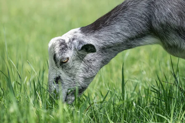 Boynuzsuz Boz Keçi Taze Yeşil Yer Yan Taraftan Yakın Plan — Stok fotoğraf