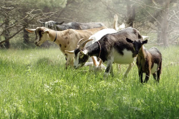 Pequena Manada Cabras Diferentes Cores Pastam Livremente Perto Floresta Midsummer — Fotografia de Stock