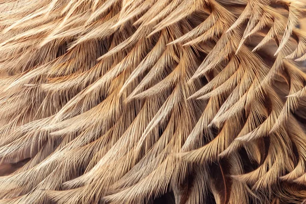 Sehr Schöne Goldene Federn Hahnenfedern Hintergrund Textur Texturierte Wirkung — Stockfoto