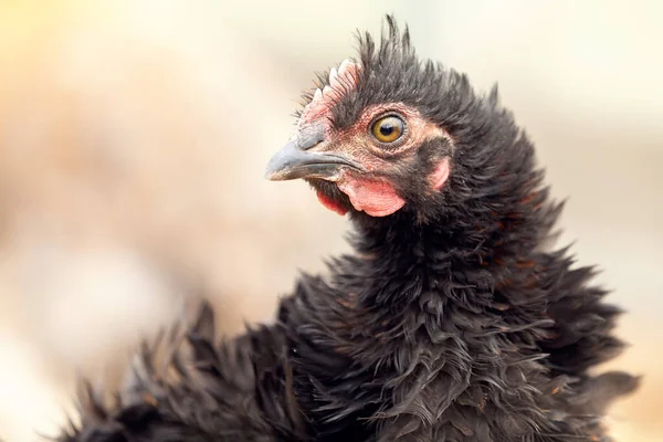 Close-up portrait, of black chicken with a fluffy tuft on the creamy color blurred background.