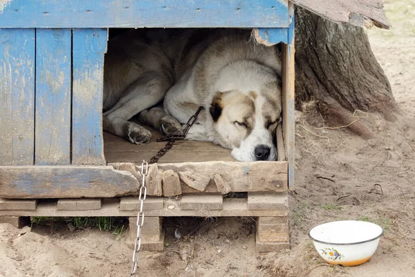 Asian Shepherd Sleeps His Blue Kennel Dreams Food — Stock Photo, Image