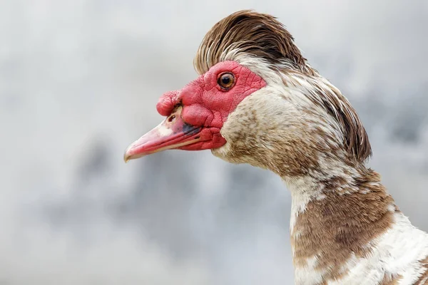 Porträt Eines Netten Männlichen Moschusente Mit Kammfrisur Grauen Hintergrund — Stockfoto