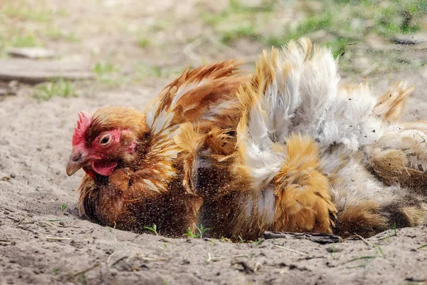 Zencefilli bir tavuk enerjik bir şekilde kum banyosunu kazıyor, havada toz uçuyor..
