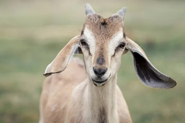 这只棕色的努比亚山羊的画像 它笔直地看着摄像机 高兴地微笑着 大耳朵 有选择的重点 — 图库照片
