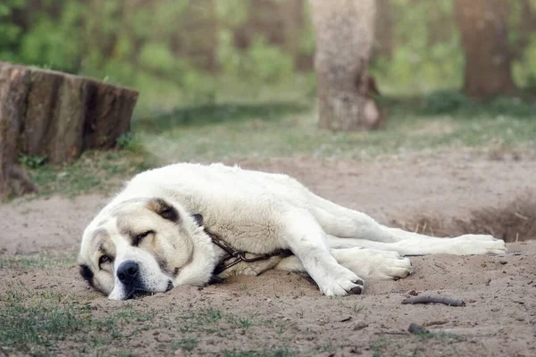 Perro Solitario Está Durmiendo Atado Una Cadena Lado Del Patio — Foto de Stock