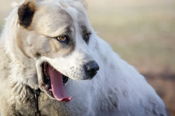 犬Yawning反対し 面白い顔上の肖像画 — ストック写真