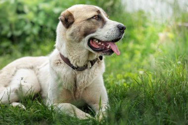 Açık yeşil çimen arka planında dost canlısı Orta Asya çoban köpeği profili portresi