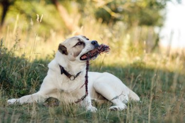 Asyalı çoban köpeği çimenlerde yatıyor ve halatla başa çıkmaya çalışıyor..
