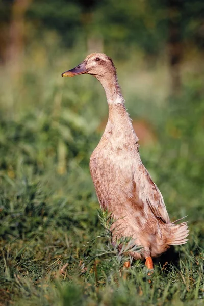 Ινδοί Δρομείς Είναι Μια Φυλή Του Anas Platyrhynchos Domesticus Εγχώρια — Φωτογραφία Αρχείου