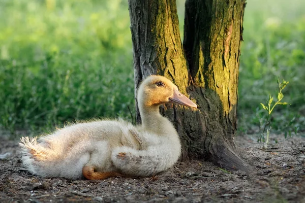 Adorável Bebê Pequeno Muscovy Pato Resto Sob Uma Árvore Sombra — Fotografia de Stock