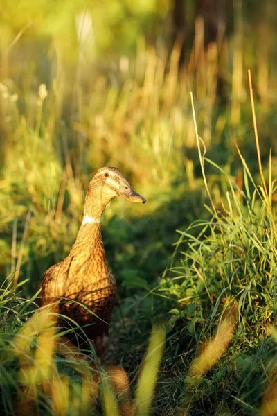 Pato Corredor Indio Prado Iluminación Dorada Tono Amarillo Hierba Alta — Foto de Stock