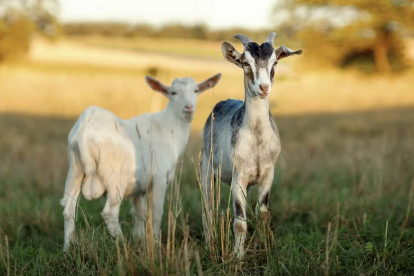 Horny Elle Chèvre Bouc Blanc Tient Sur Pré Fond Coucher — Photo