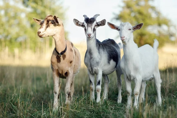 夏の牧草地に並ぶ3色のヤギと写真家を見てください — ストック写真