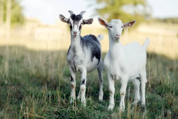 Gray Goat Horns White Buck Rural Landscape Background — Stock Photo, Image